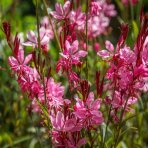 Gaura Lindheimerova (Gaura Lindheimeri) ‘SUNSET DREAMS’ - výška 10-15 cm, kont. C2L